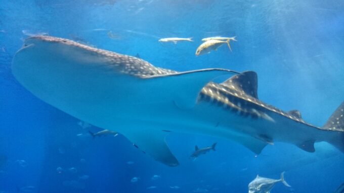 沖縄北部テーマパーク美ら海水族館